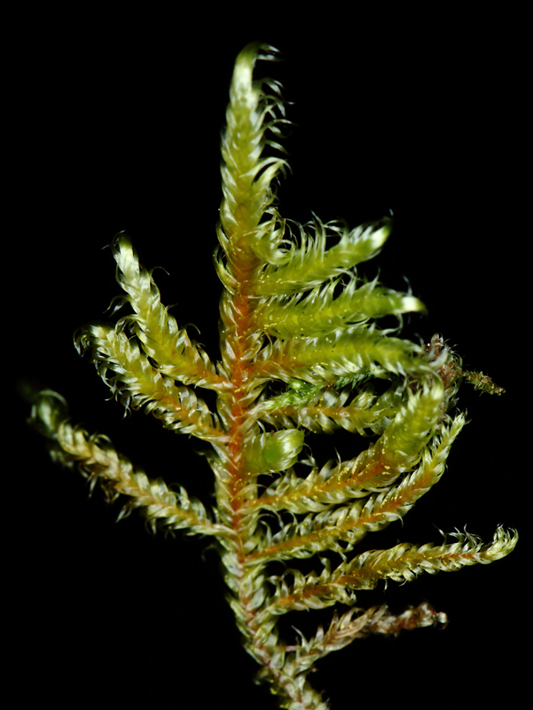 Hypnum lindbergii